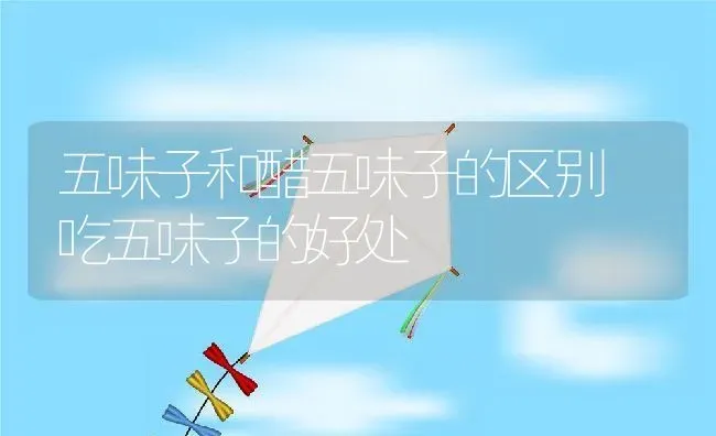 五味子和醋五味子的区别 吃五味子的好处 | 养殖资料投稿