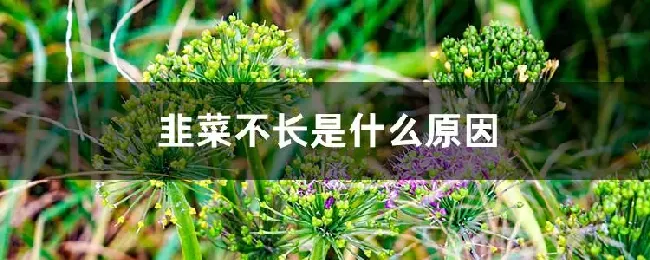 韭菜不长是什么原因