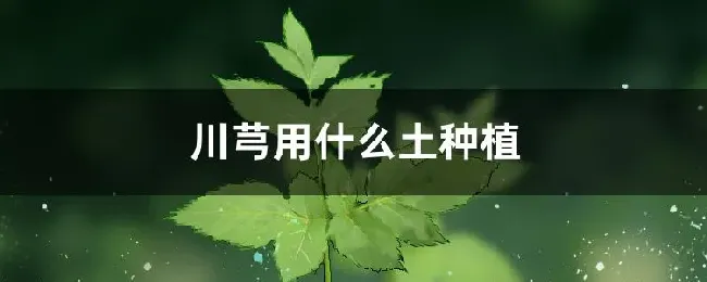 川芎用什么土种植