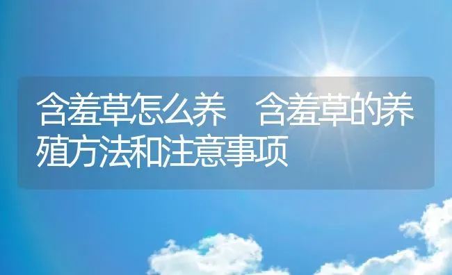 含羞草怎么养 含羞草的养殖方法和注意事项 | 养殖资料投稿