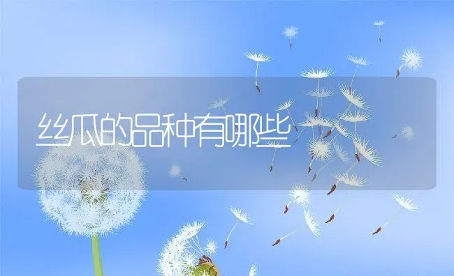 丝瓜的品种有哪些 | 养殖资料投稿