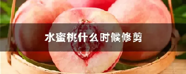 水蜜桃什么时候修剪