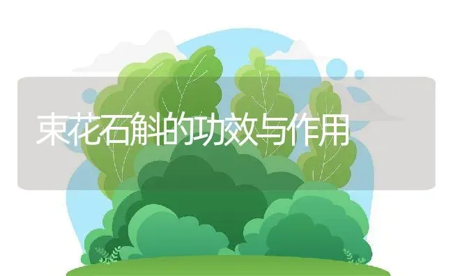 束花石斛的功效与作用 | 养殖资料投稿