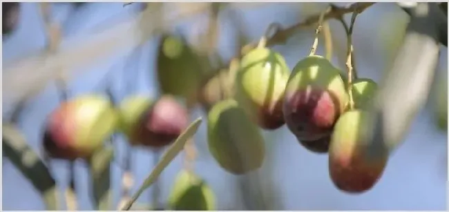 一亩油橄榄能收入多少钱？2020种植赚钱吗 | 养殖赚钱项目