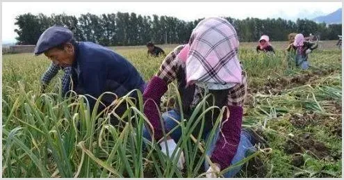 大蒜市场难以满足秘鲁种植商的期望 | 养殖什么赚钱