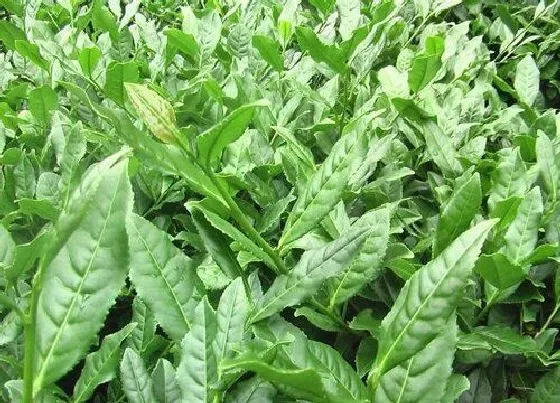 种植前景|种植茶叶的成本和利润