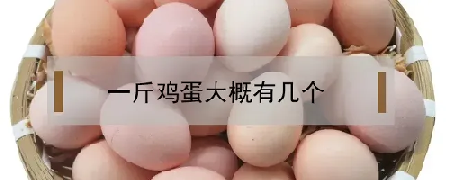 一斤鸡蛋大概有几个