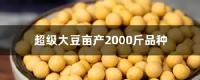 超级大豆亩产2000斤品种
