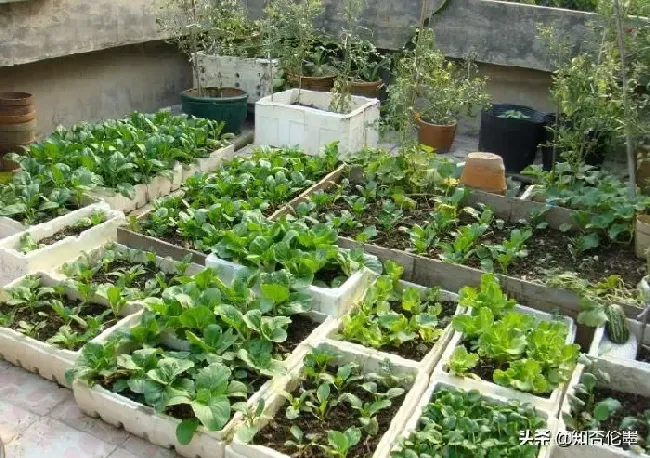 种菜|农村自建房楼顶种菜可以吗（楼顶可以直接铺土种菜吗）