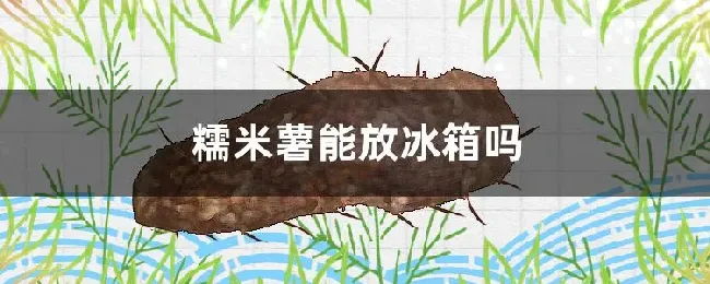 糯米薯能放冰箱吗