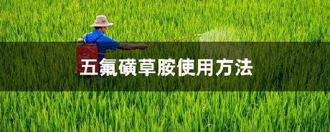 五氟磺草胺使用方法