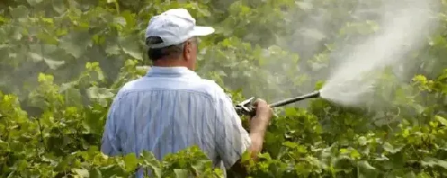 可杀得三千不能和什么药混用可杀得三千和什么药可以混合用