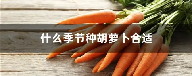 什么季节种胡萝卜合适