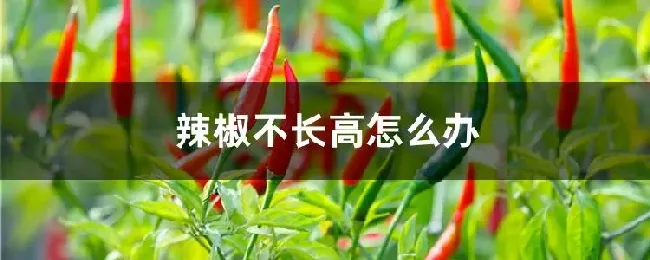 辣椒不长高怎么办