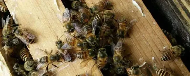 二十箱中蜂一年收入多少钱？