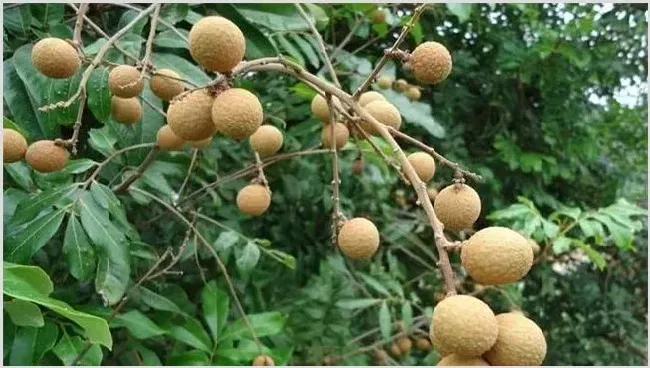 龙眼种植效益 | 养殖什么赚钱