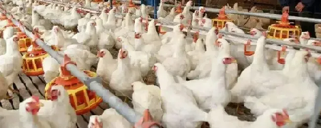 肉鸡风热感冒治疗方法