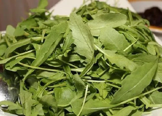 种植前景|种植茶叶的成本和利润