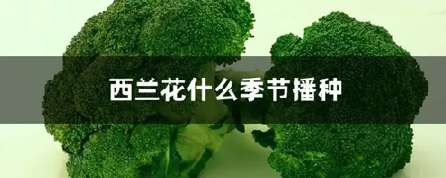 西兰花什么季节播种