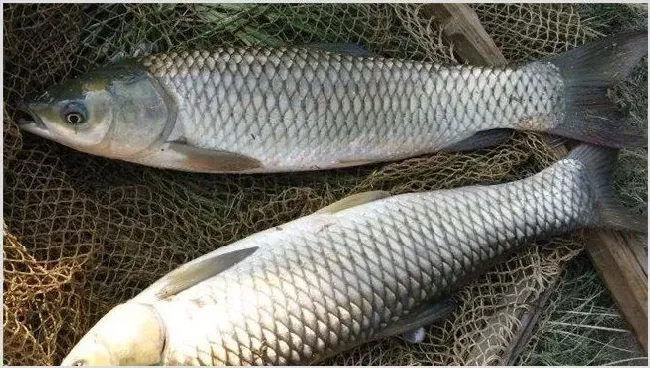 预测2019年草鱼行情 | 热门养殖项目