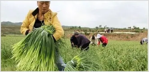 大蒜市场难以满足秘鲁种植商的期望 | 养殖什么赚钱