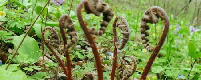 猴腿菜是不是蕨菜？