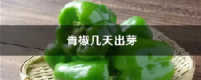青椒几天出芽