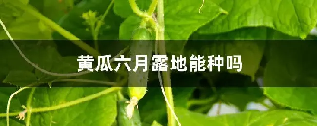 黄瓜六月露地能种吗