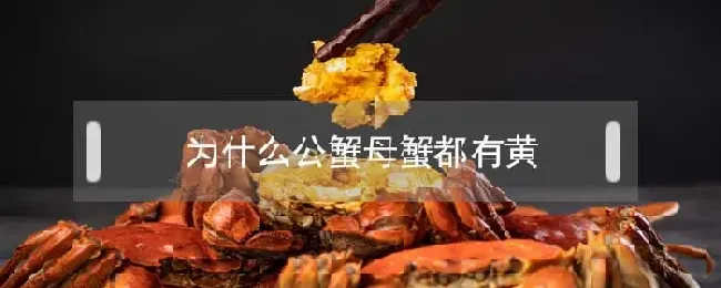 为什么公蟹母蟹都有黄