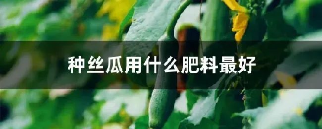 种丝瓜用什么肥料最好