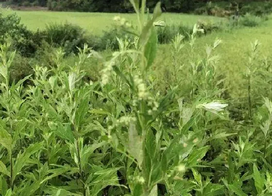 种植前景|艾草种植条件 适合种植环境和地区