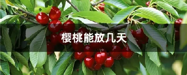 樱桃能放几天