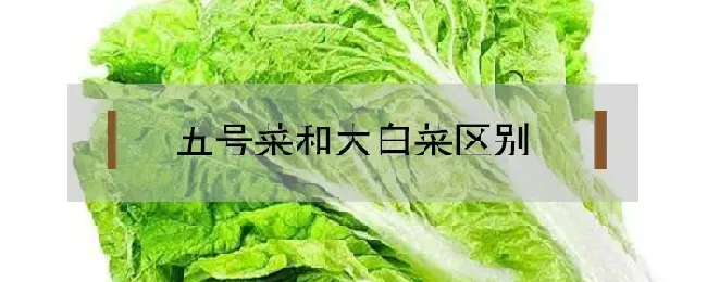 五号菜和大白菜区别是什么？