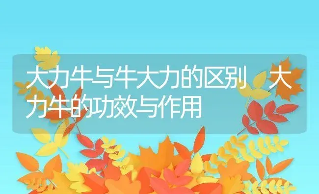 大力牛与牛大力的区别 大力牛的功效与作用 | 养殖资料投稿