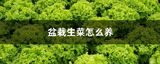 盆栽生菜怎么养