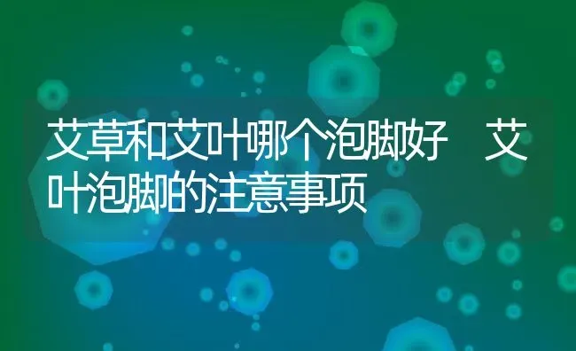 艾草和艾叶哪个泡脚好 艾叶泡脚的注意事项 | 养殖资料投稿