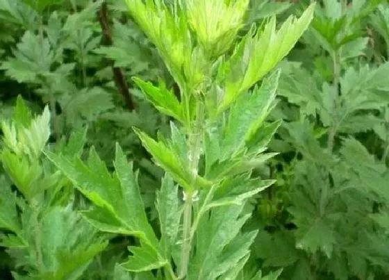 种植前景|艾草种植条件 适合种植环境和地区
