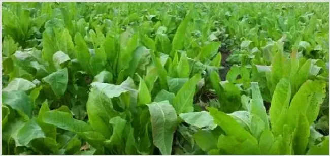 食叶草一亩地投资多少钱？一年能赚多少 | 热门养殖项目