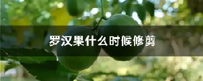 罗汉果什么时候修剪