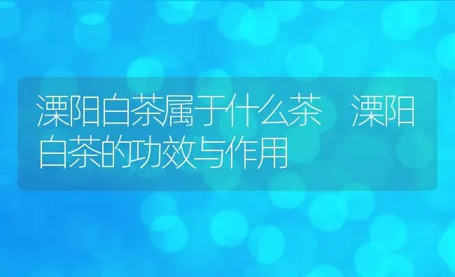 溧阳白茶属于什么茶 溧阳白茶的功效与作用 | 养殖资料投稿