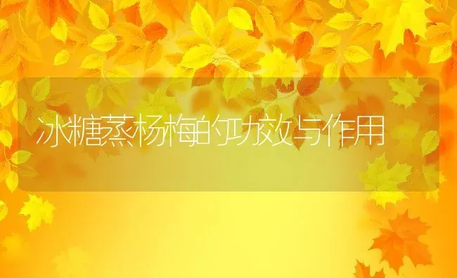 冰糖蒸杨梅的功效与作用 | 养殖资料投稿