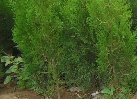 树木|湛江适合种什么树