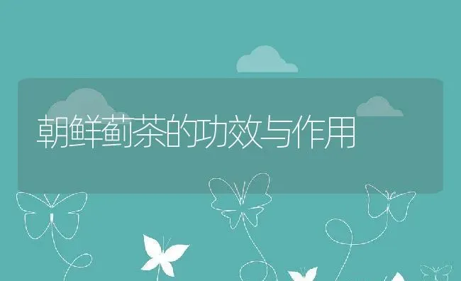 朝鲜蓟茶的功效与作用 | 养殖资料投稿