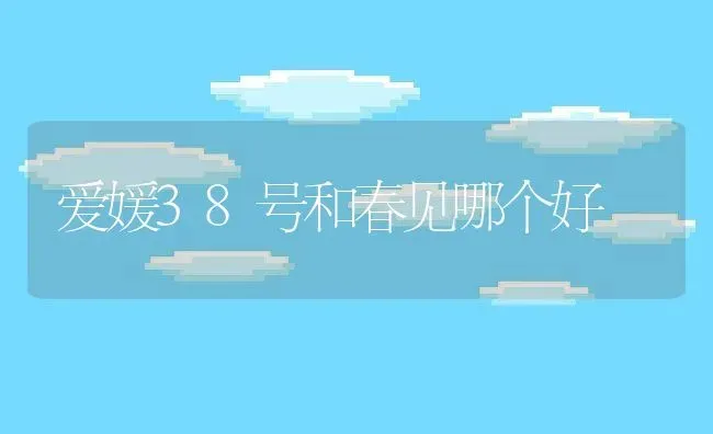 爱媛38号和春见哪个好 | 养殖资讯