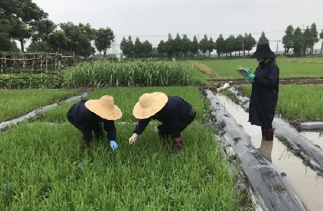 甲维茚虫威适用于哪些农作物？