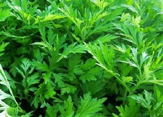种植前景|艾草种植条件 适合种植环境和地区