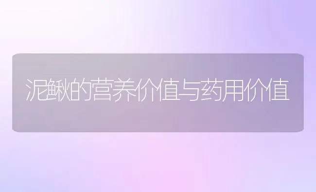 泥鳅的营养价值与药用价值 | 养殖资料投稿