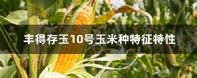 丰得存玉10号玉米种特征特性