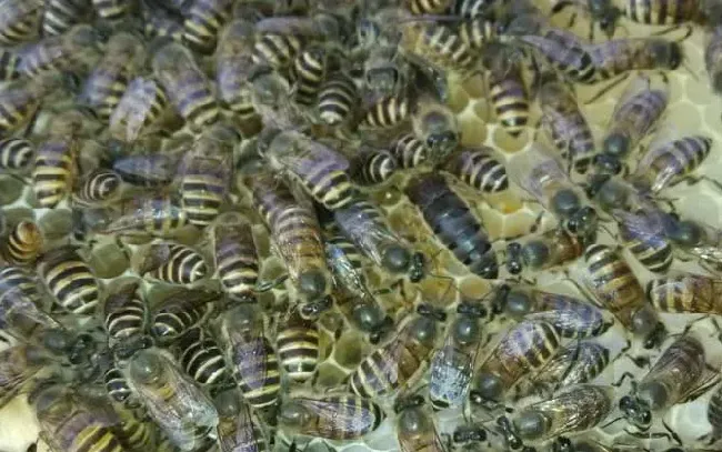 蜜蜂是怎么当上蜂王的