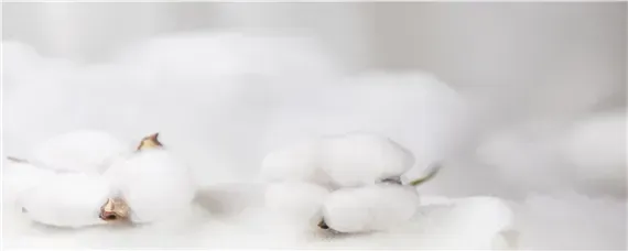 棉花打顶后几天打缩节胺